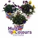 Afbeelding van Viola P12 Cornuta Trio mix div